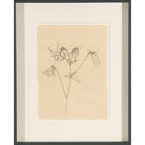 173 - PETER TÖLZER*   (Vienna 1910 - 1997 Vienna)  Bellflower  pencil/paper, 31 x 22,5 cm  signed TölzerAu... 