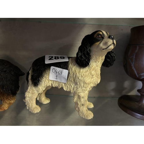 289 - LEONARDO KING CHARLES SPANIEL