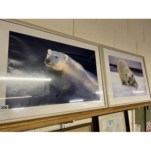 326 - PAIR OF POLAR BEAR PICTURES