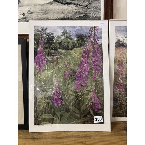 253 - FOXGLOVES - 335/500