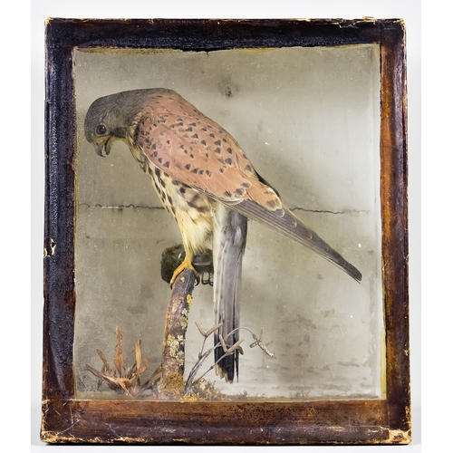 273 - An Early 20th Century Taxidermy Study of A Common Kestrel (Falco Tinnunculus), contained in stained ... 