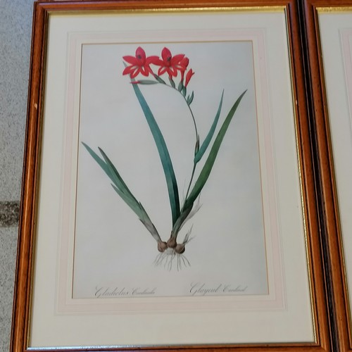 548 - 4 framed botanical prints - 27