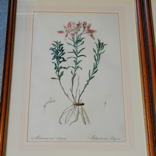 548 - 4 framed botanical prints - 27