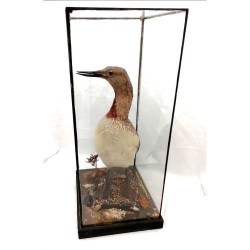 582 - Red-throated diver (Gavia stellata) in glass display case - 24½