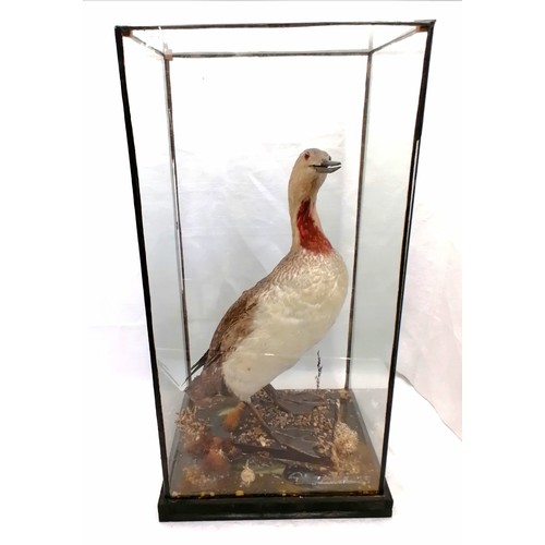 582 - Red-throated diver (Gavia stellata) in glass display case - 24½