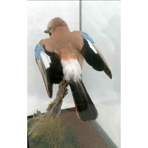 583 - Jay (Garrulus glandarius) in mahogany glass case - 19