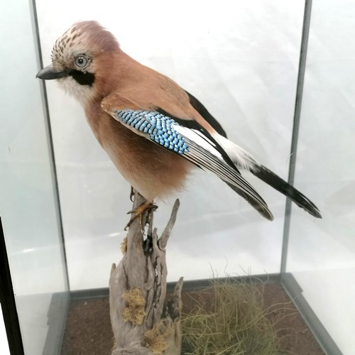 583 - Jay (Garrulus glandarius) in mahogany glass case - 19