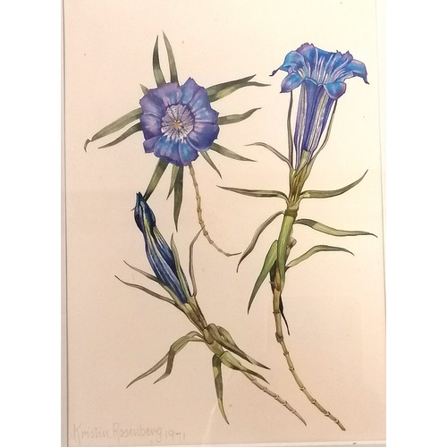 684 - Pair of original watercolour flower studies by Kristin Rosenberg (b.1933) - 11½