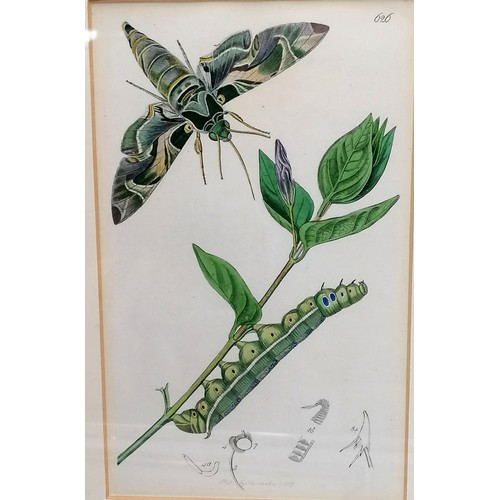 212 - 5 framed engravings of moths / mole cricket / stag beetle - 35cm x 25cm