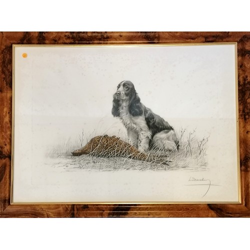 711 - Lot of 3 x framed hunting related hand coloured dog engravings (Brittany Spaniels in field, English ... 