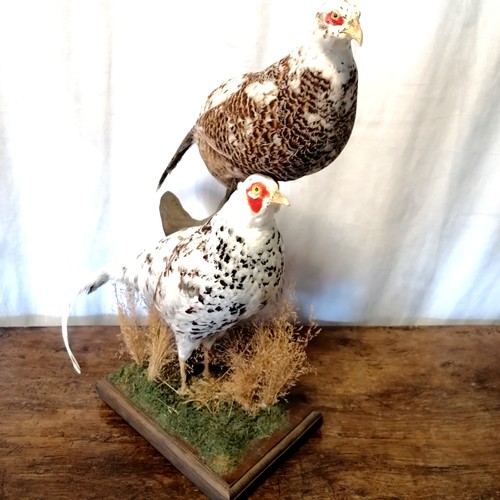 721 - Taxidermy pair of white pheasants - height 64cm. In good condition