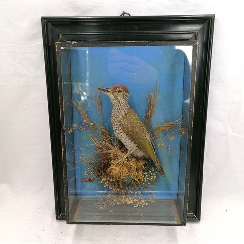 722 - Taxidermy green spotted woodpecker by George Bazeley (1871-1958) in a wall hanging glass case- 48cm ... 