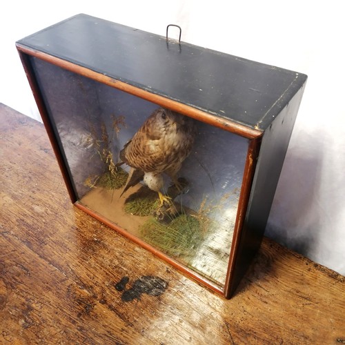 723 - Taxidermy kestrel in glass case- 37cm x 36cm x 13cm deep. In good condition