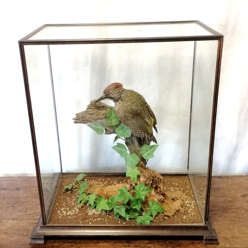 724 - Taxidermy green spotted woodpecker on a branch with ivy in glass and mahogany case- 46cm wide x 49cm... 