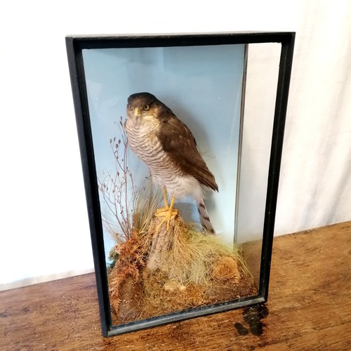 725 - Taxidermy sparrowhawk  in glass case- 47cm x 30cm x 15cm. In good condition.