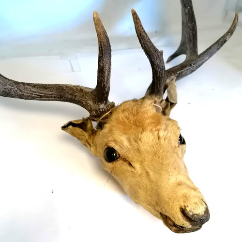 36 - Taxidermy Fallow deer head with 20 points - approx 78cm high & 66cm antler span