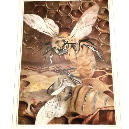 424 - 1912 book The Life of the Bee by Maurice Maeterlinck with plates by Edward Julius Detmold (1883-1957... 