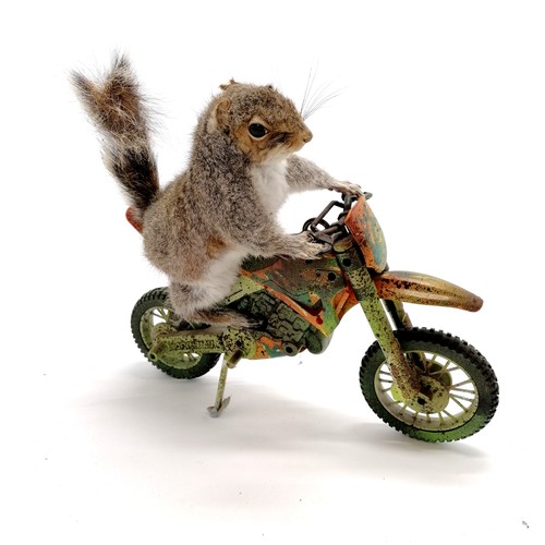 4 - Taxidermied squirrel on an action man motorbike with revving sound action - 35cm long x 30cm high