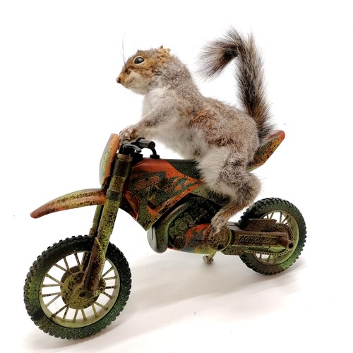 4 - Taxidermied squirrel on an action man motorbike with revving sound action - 35cm long x 30cm high