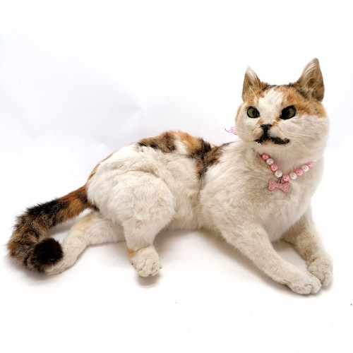 30 - Taxidermied white cat with a pink collar - 40cm long x 26cm high