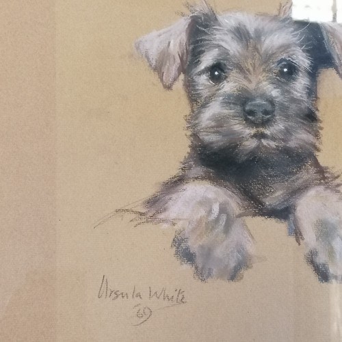 600 - Framed original pastel drawing by Ursula White signed and dated '69. 48cm x 56cm.of 2 black terriers