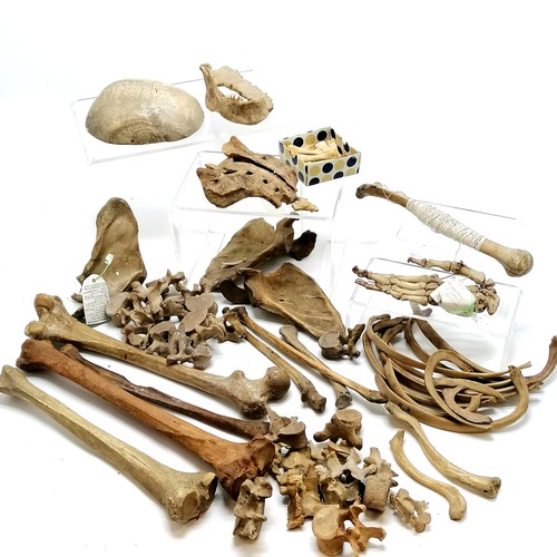 79 - Qty of antique human bones inc cranium, jaw, hand etc - property of a doctor for educational purpose... 