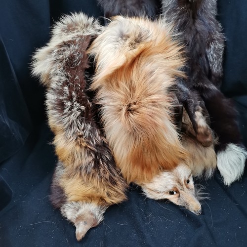 106 - 3 Early 20th century fox head fur capes in good condition.