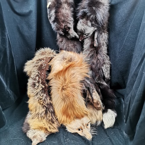 106 - 3 Early 20th century fox head fur capes in good condition.