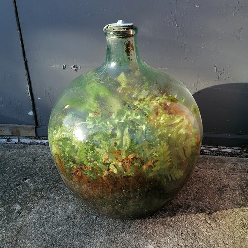 182 - Large green glass Carboy planted with ferns - 56cm high