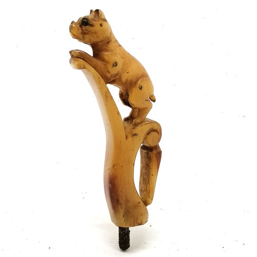 653 - Antique carved horn figural dog walking stick handle, 11cm long, no splits, cracks or losses