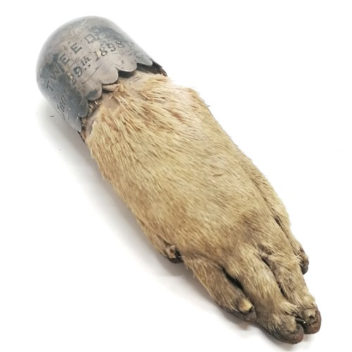 627 - Antique unmarked silver mounted otter paw trophy 1898 (June 29th) Tweed - 11cm long & mount is loose