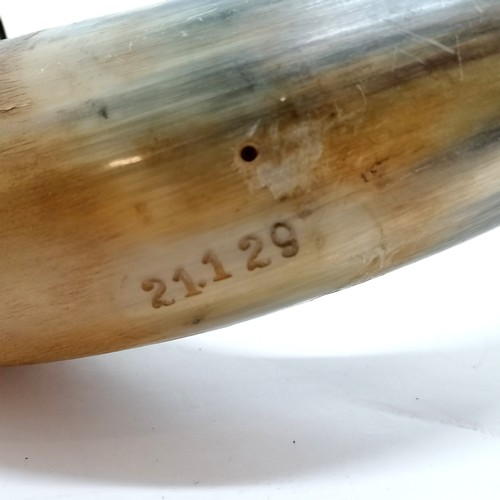 55 - Metal mounted cow horn - 42cm across - has losses to plating and the horn has number 21128 impressed... 