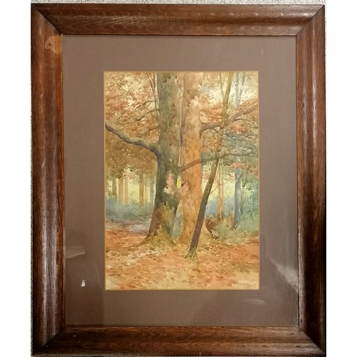 632 - Framed 1906 watercolour painting of some trees by G H Peet - 58cm x 48.5cm