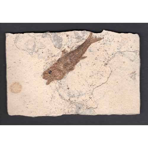 213 - Fossilised ray-finned fish Dapalis macrurus from Céreste, Alpes-de-Haute-Provence - 9cm x 14cm