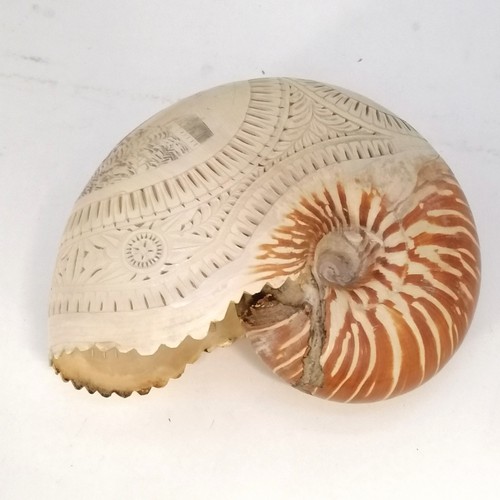 6 - Pair of antique hand carved & scrimshaw nautilus shells depicting an Oceanic man and a woman gatheri... 