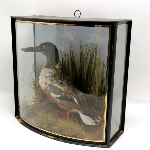 22 - Antique taxidermy study of a shoveler duck (Spatula clypeata) with bowed glass detail to case - 39cm... 