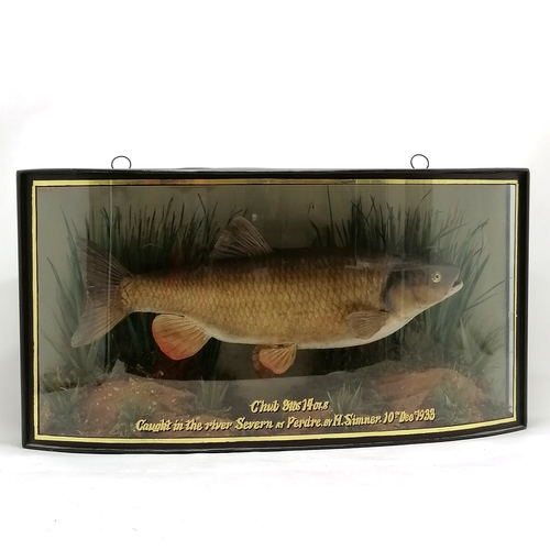 25 - Taxidermy Chub 3lb 14ozs in a bow fronted case, caught in the river Severn 10th Dec 1933. 65cm long ... 