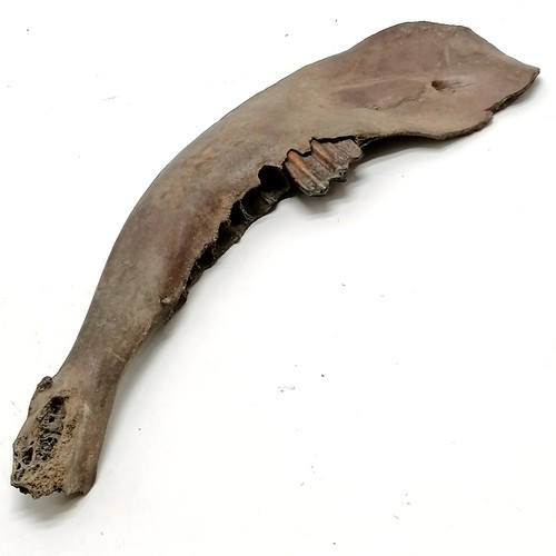 122 - Ossified jawbone believed to be excavated on the Mendips in Somerset - 32cm long