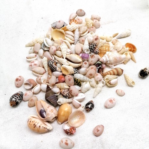 306 - Qty of shells inc cowrie etc