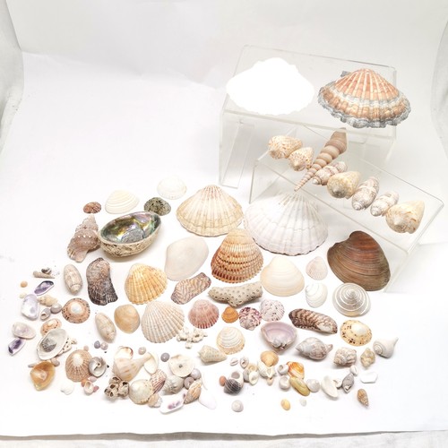 308 - Qty of shells inc scallop, abalone, auger, turban etc