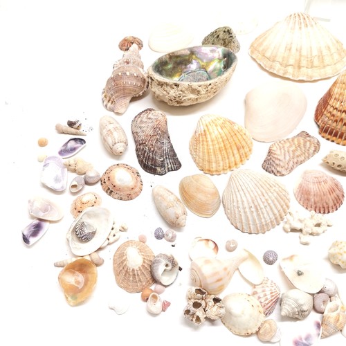 308 - Qty of shells inc scallop, abalone, auger, turban etc