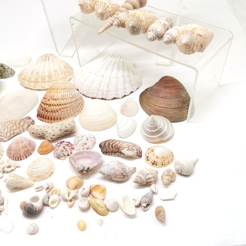 308 - Qty of shells inc scallop, abalone, auger, turban etc