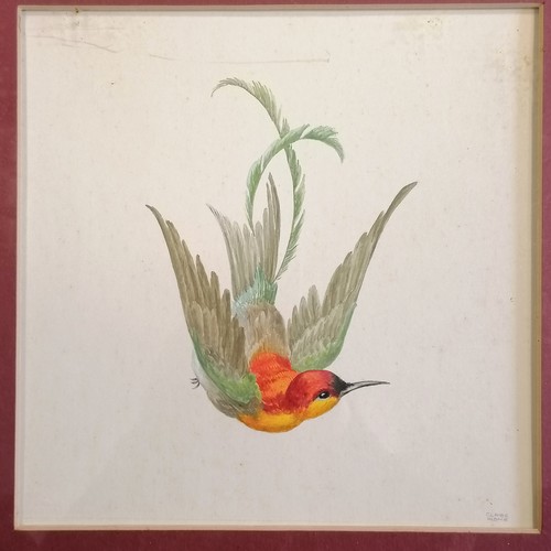 68 - 4 x framed watercolour painting studies of exotic birds by Claire Rome - 39cm square