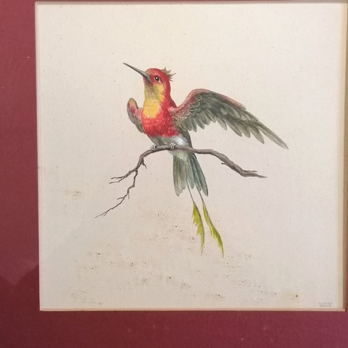 68 - 4 x framed watercolour painting studies of exotic birds by Claire Rome - 39cm square