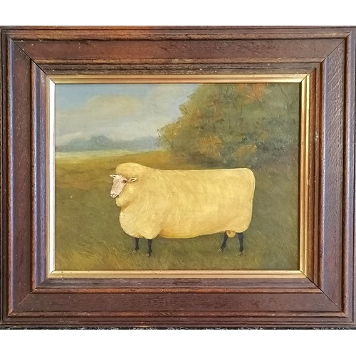 73 - Framed oil painting on board of a sheep - frame 30cm x 36cm