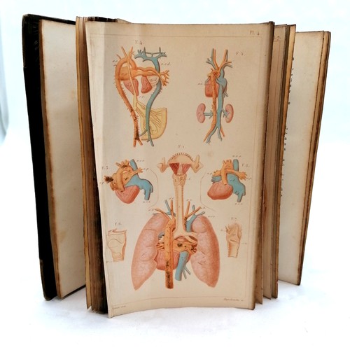 234 - 1877 French book 'Structure et Physiologie de l'homme' by Achille Comte (1802-66) complete with 6 pl... 