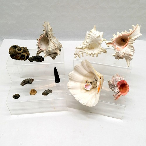 9 - Collection of assorted shells, t/w a small quantity of ammonite fossils.