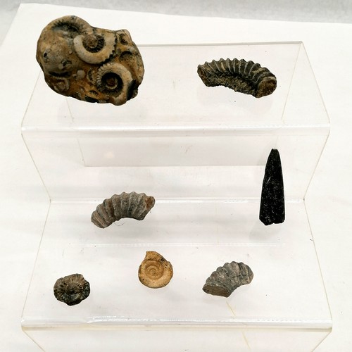 9 - Collection of assorted shells, t/w a small quantity of ammonite fossils.