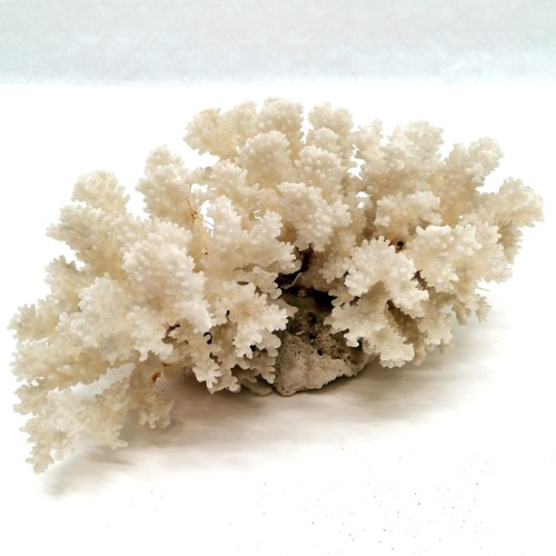 10 - Collection of various sea coral to include some mushroom, brain and white sea coral etc.