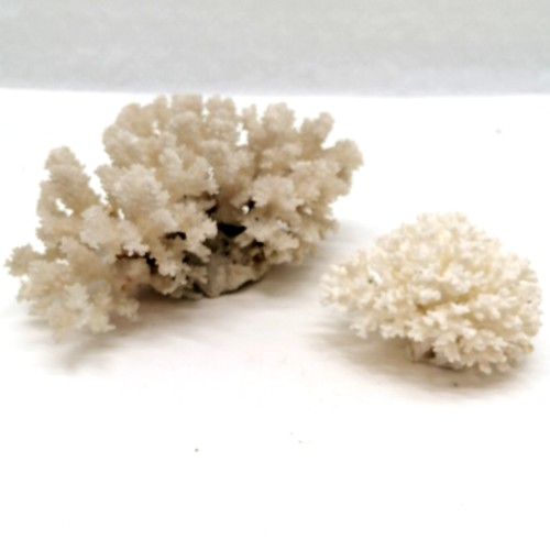 10 - Collection of various sea coral to include some mushroom, brain and white sea coral etc.